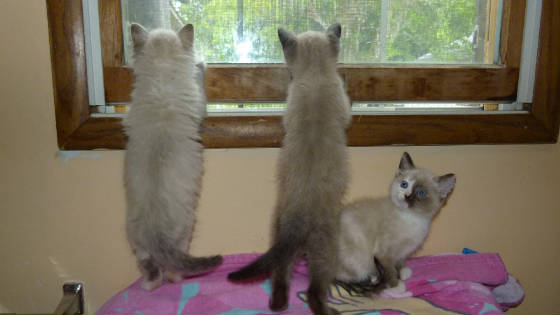 DessaHonkyKittens2.JPG