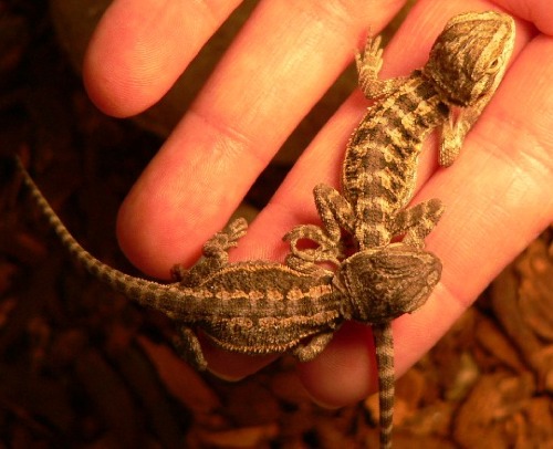 1dayoldbeardies1stclutch.jpg