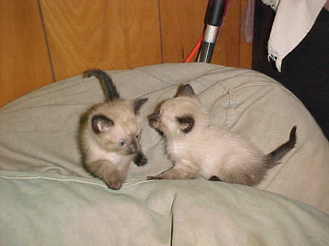 2 male kittens.jpg