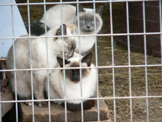 3cats.jpg