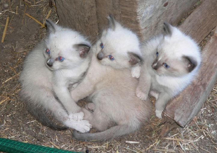 3siamesekittensforsale.jpg