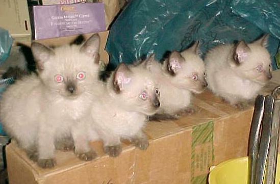 4 male SIAMESE kittens.jpg