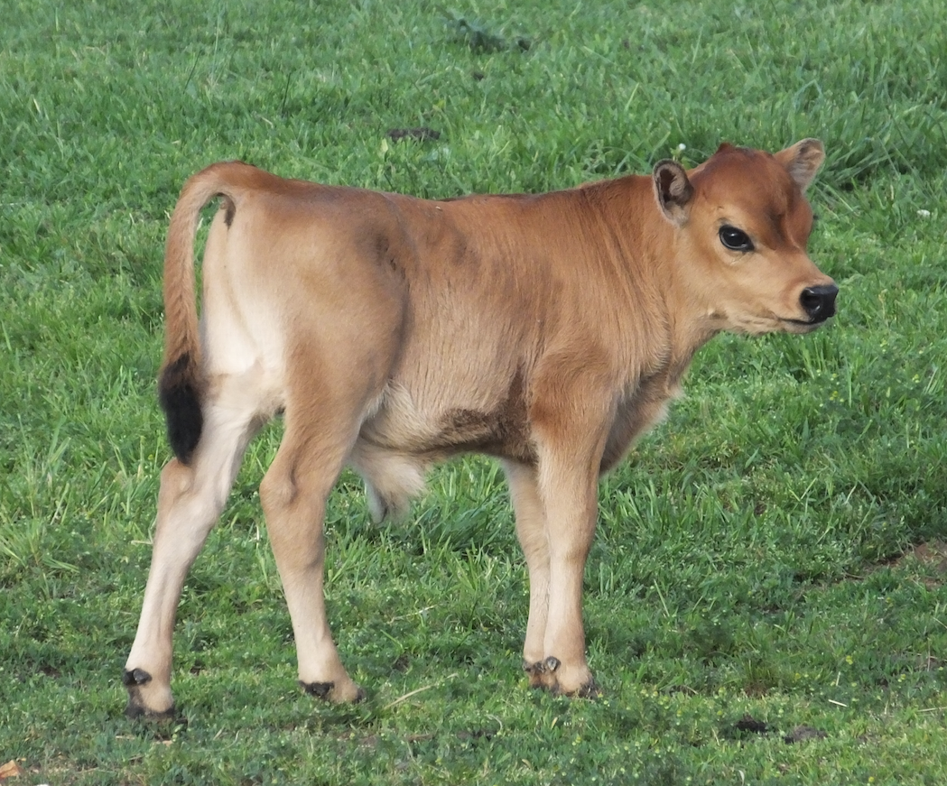 n gauge cows