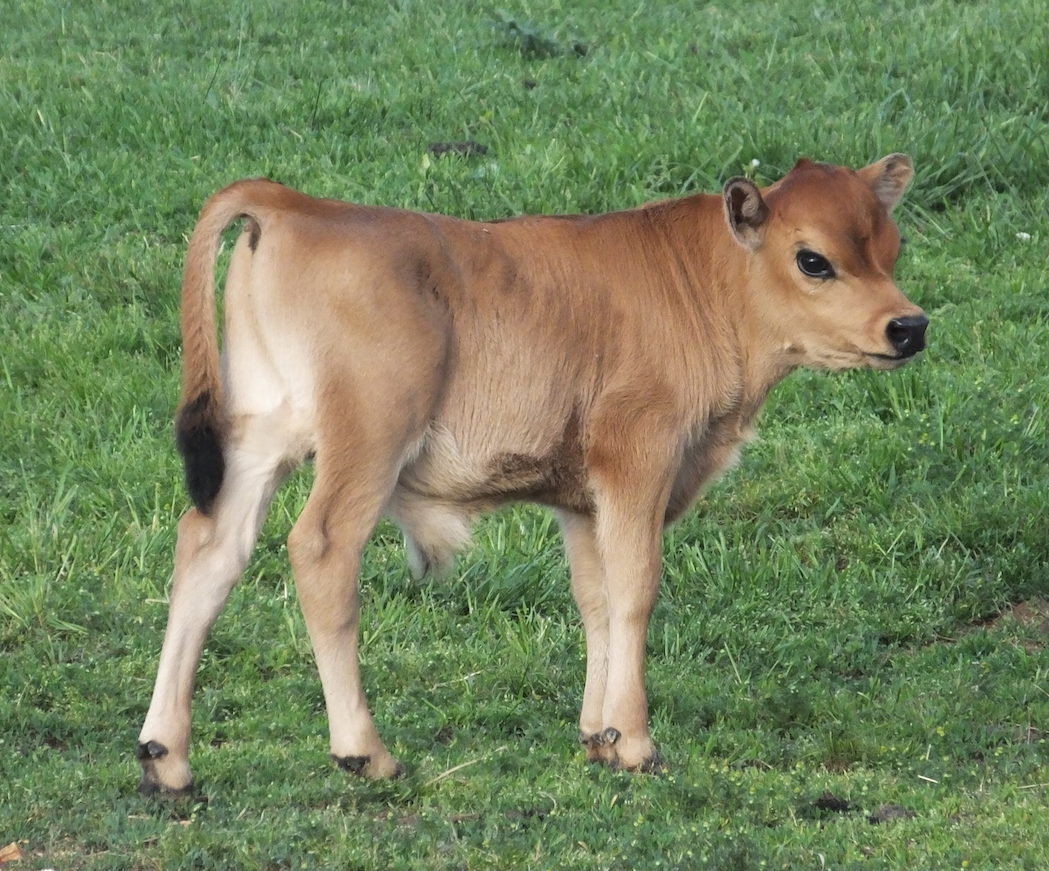 SadieJanexLD2015bullcalf.jpg