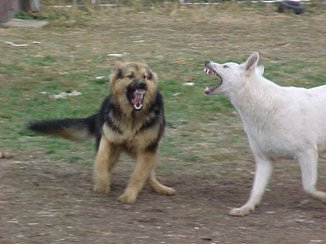 beastiecaseyplaying.jpg