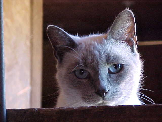 bl.pt.siamesecat.jpg