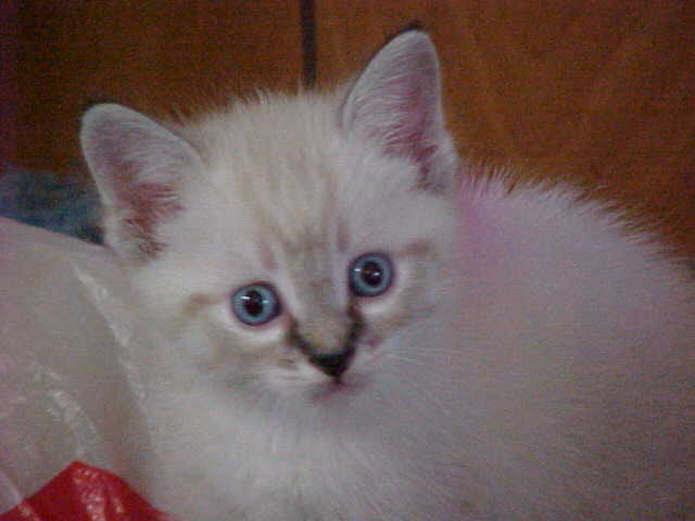 blue lynx female Siamese for sale mvc035s.jpg
