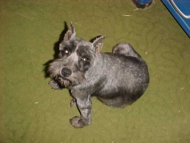 cute toy schnauzer dog picture