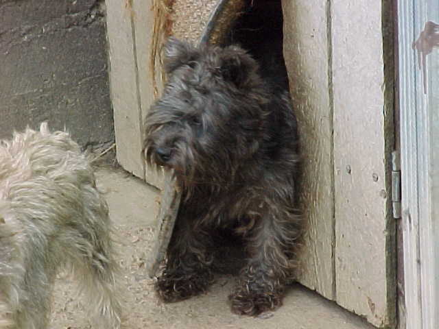 bootsie. Miniature Schnauzer.jpg