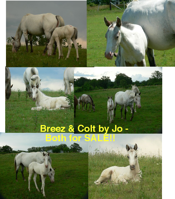 breezandcoltbyjoforsale.jpg
