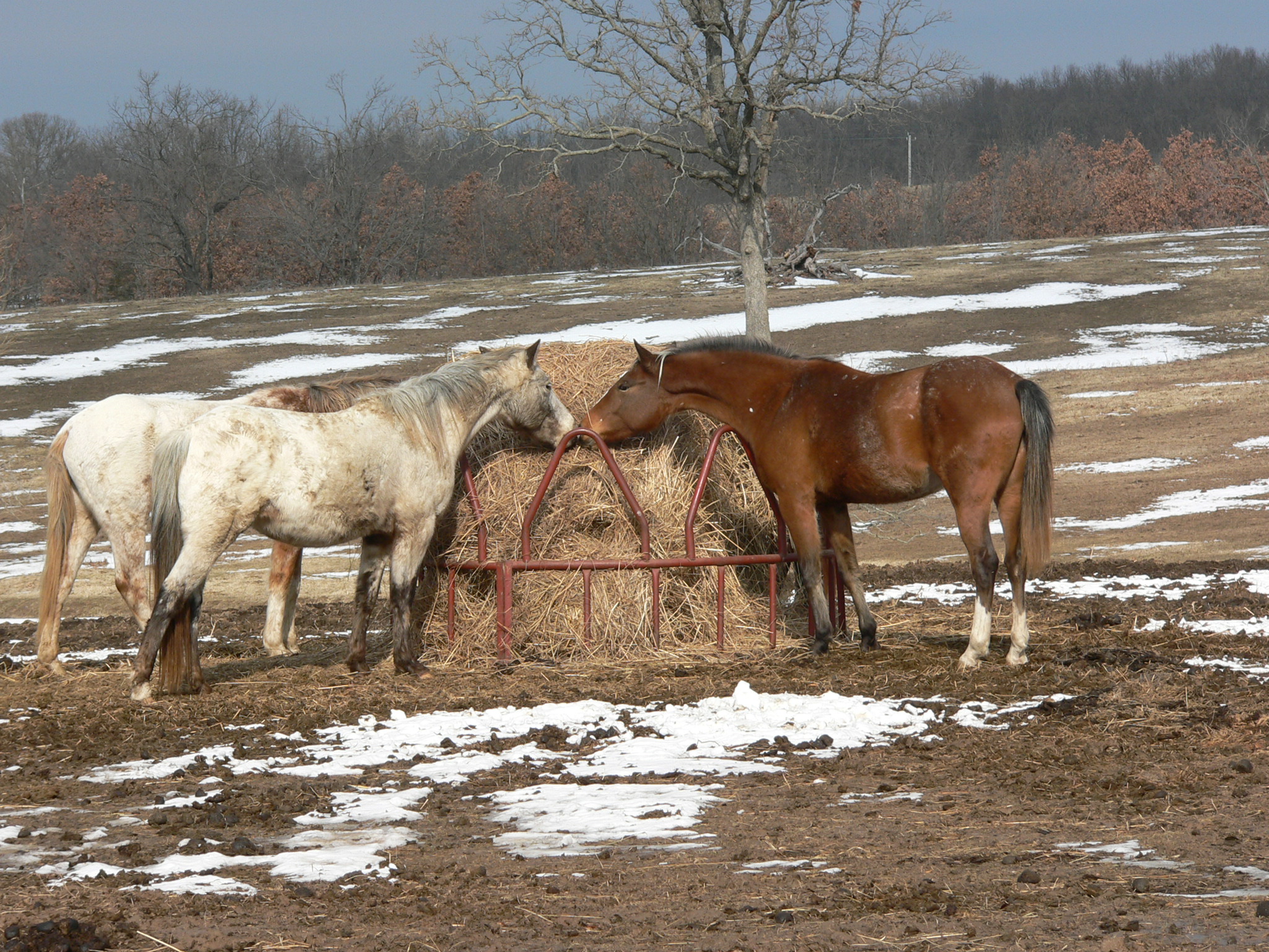 Appaloosa Mares for sale.jpg