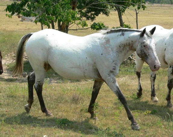 Appaloosa Mare for sale "Breez".jpg