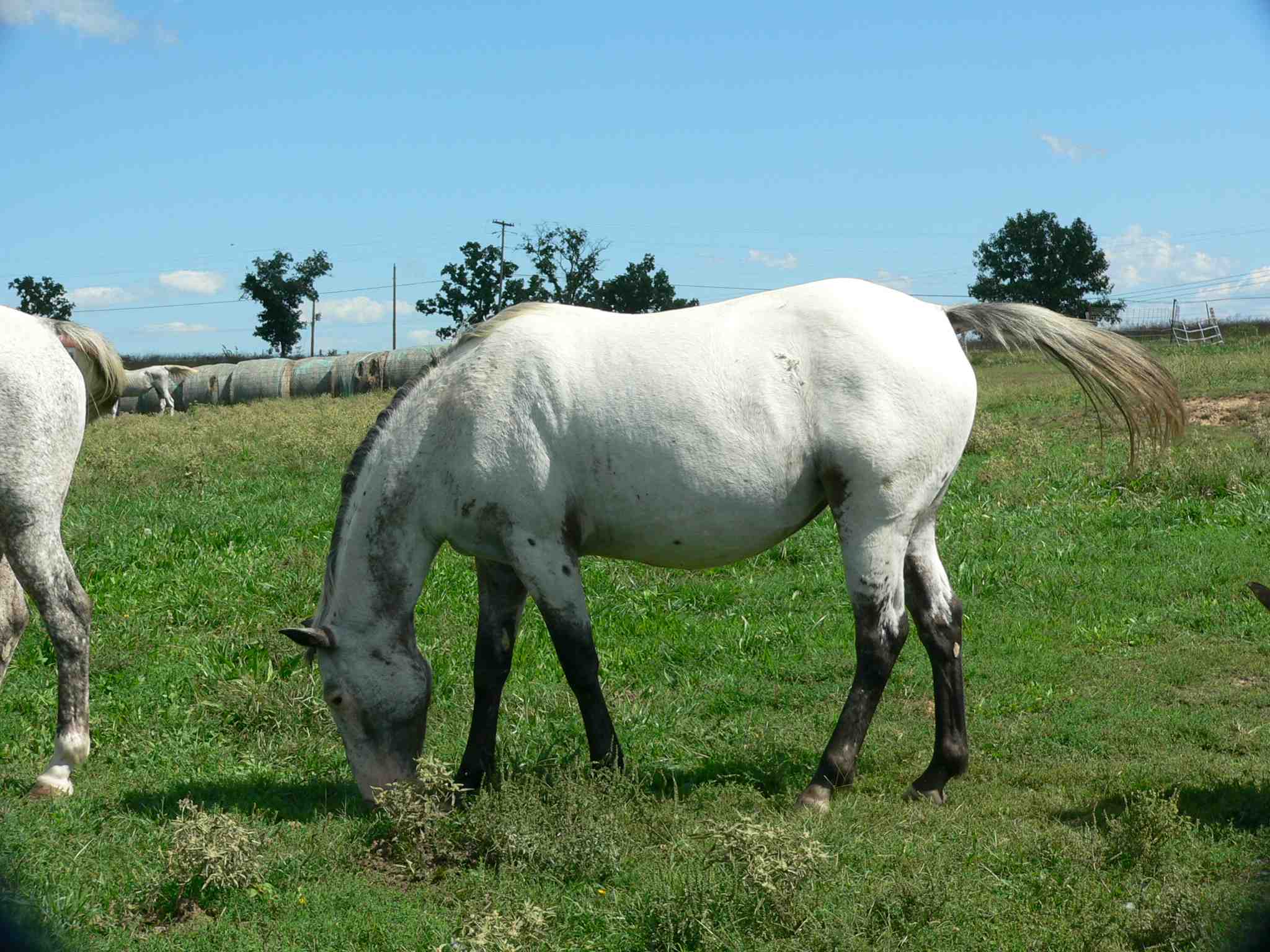 Appaloosa Mare "Breez" for sale.jpg