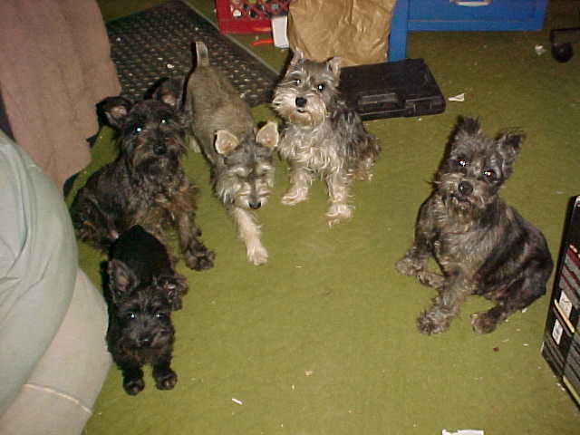bugcootiejackannieboots Miniature Schnauzers.jpg