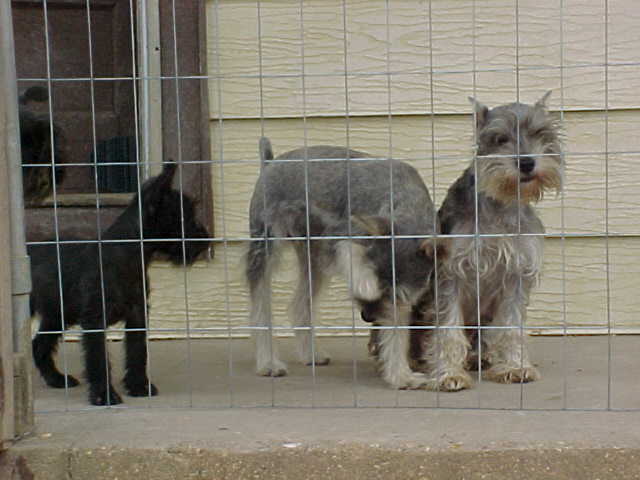 bugjackannie Miniature & Toy Schnauzers.jpg