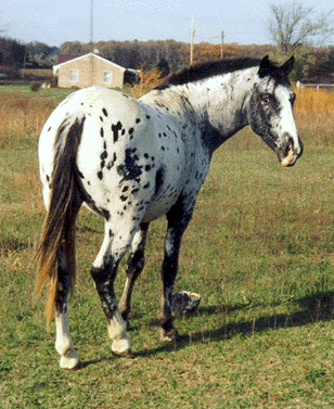 cheyennesgreyeagle3.gif