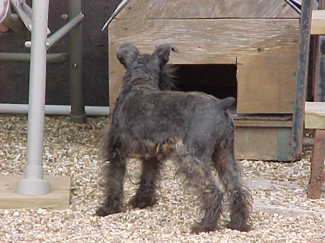 cootiebutt.jpg