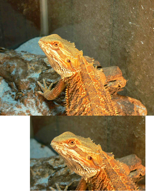 dragonpuffjackiemale1.jpg