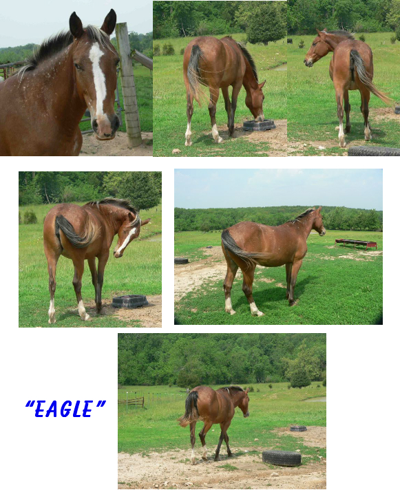 eaglecollage.jpg