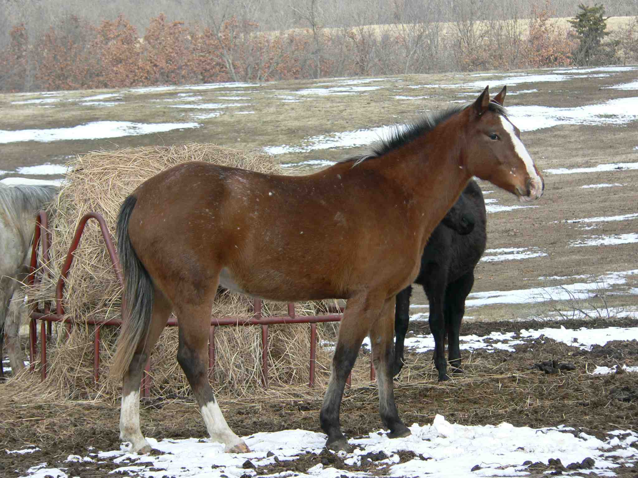 Appaloosa Mare "Eagle" for sale.jpg