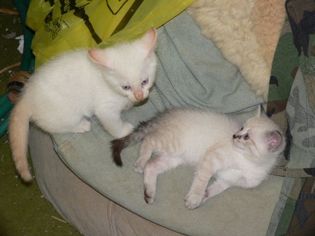flame male blue lynx female Siamese.jpg