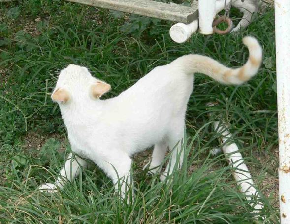 flamemalesiamesekittenforsale.jpg