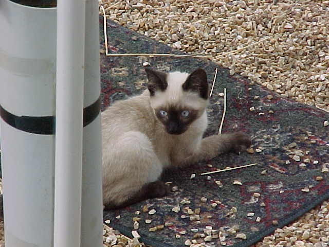 Floyd (Siamese) for sale.jpg