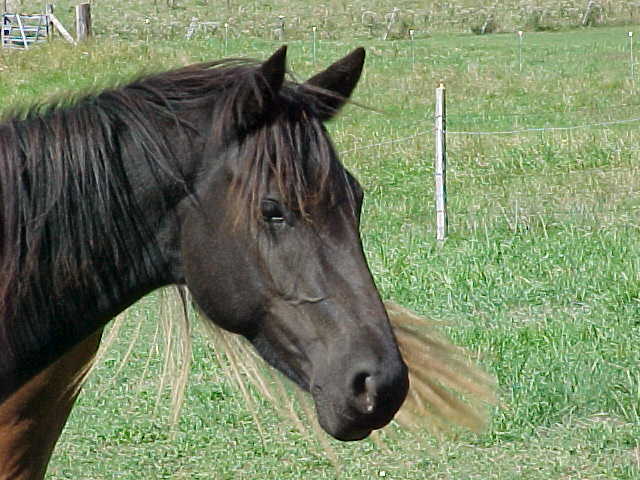 foxiehead.jpg