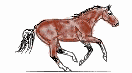 gallopingbrownhorse.jpg