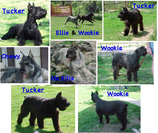 giantschnauzcollagenames.jpg