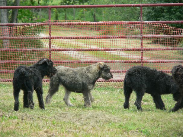 giantschnauzerpupsplay.jpg