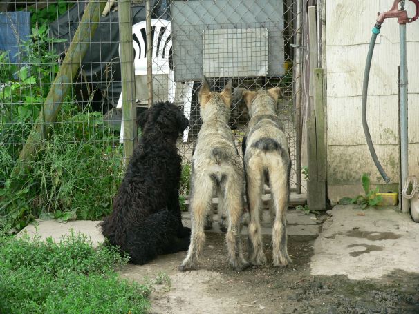Giant Schnauzer pups.jpg