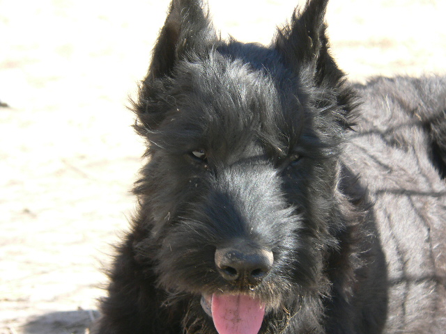 gortcloseup.jpg