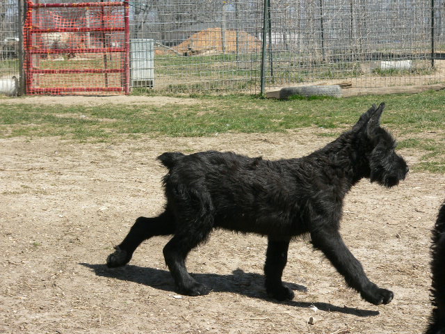 gortsteppingout.jpg