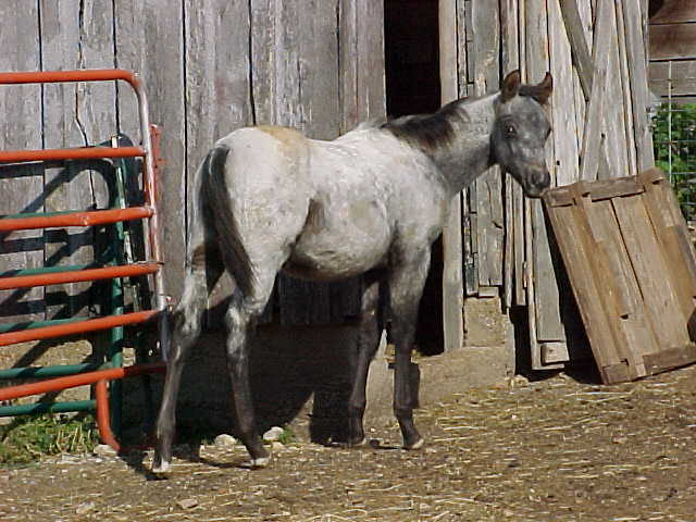 hopebutt2.jpg