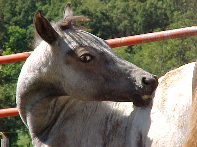 FewSpot/SnowCap Appaloosa Filly Hopescratch.jpg