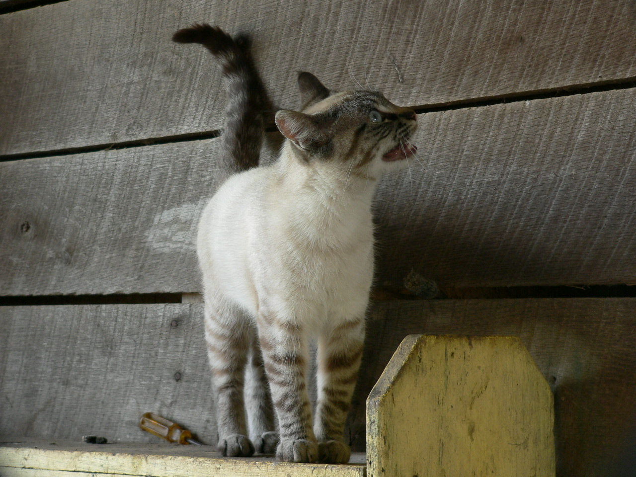 huntermeowing.jpg