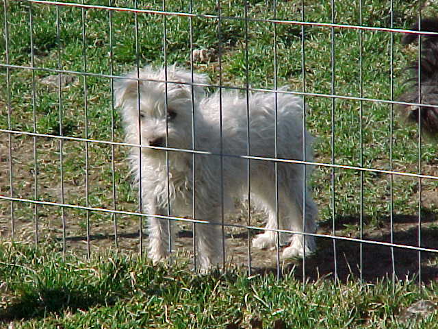 j.e.d. Miniature Schnauzer.jpg
