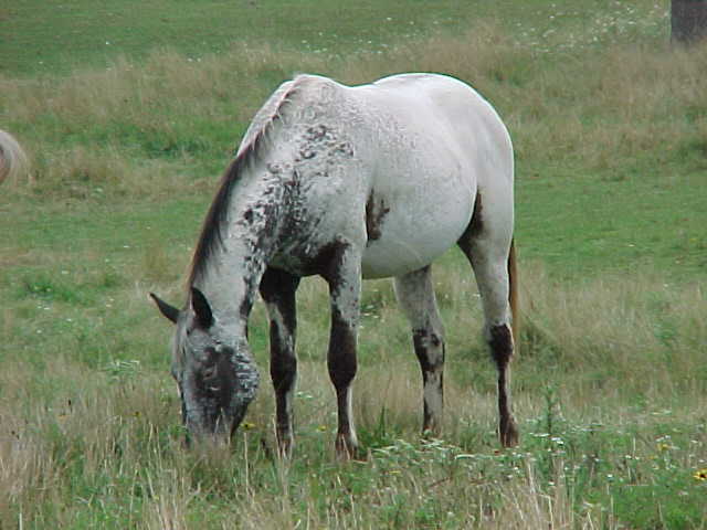 joeatgrass.jpg