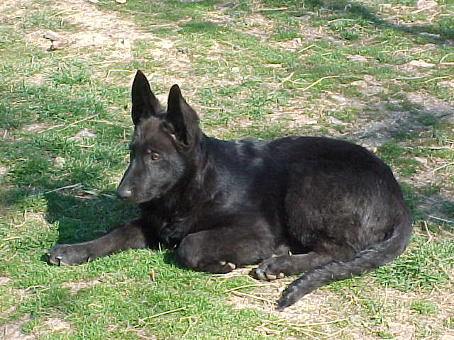kailalay22mar04.jpg