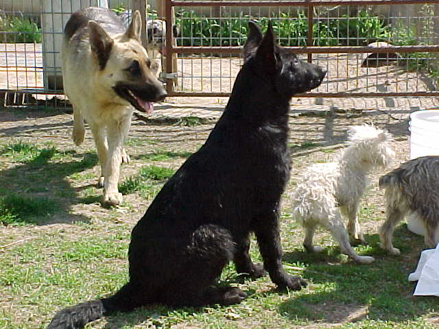 kailasit8april04.jpg