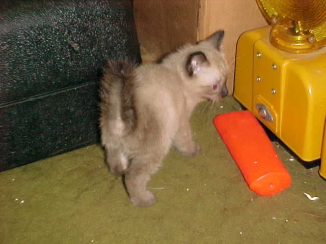 kitten brushy tail.jpg