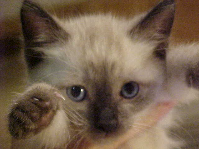 Siamese kitten face.jpg