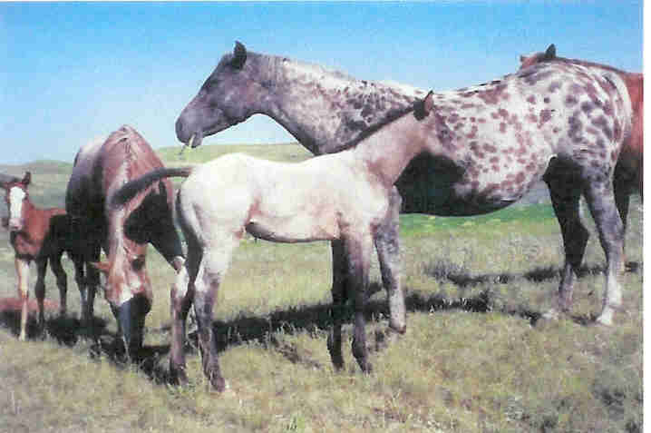 kyloelenashope.jpg