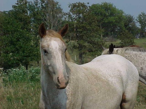 legendheadstud2yr.jpg