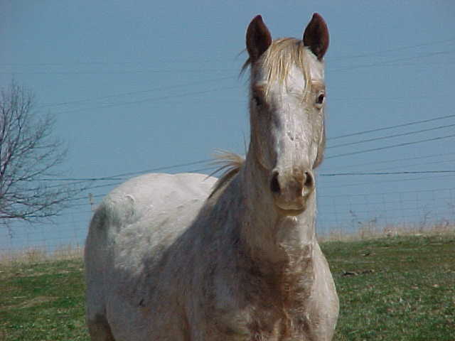 legendlook22mar04.jpg