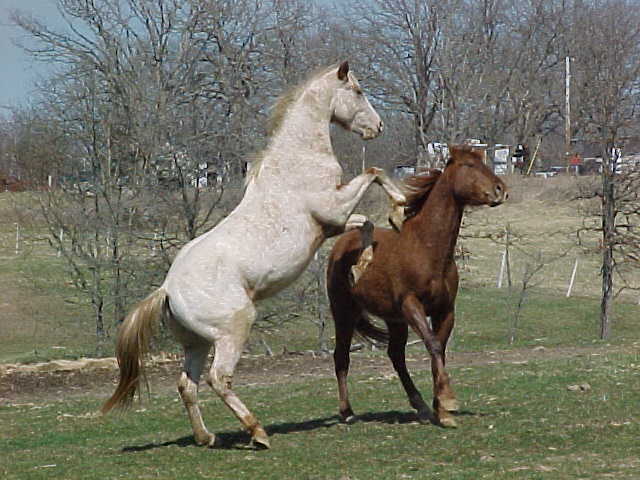 legendrearbandit22mar04.jpg