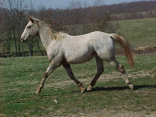 legendtrot.jpg