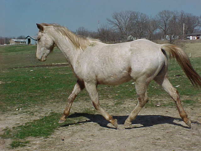 legendtrot2.jpg