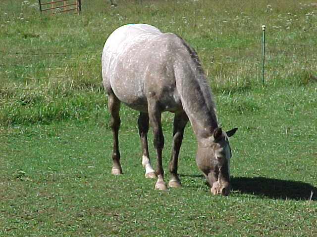 lilhorse.jpg